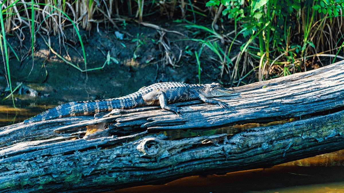 Celebrate the Diverse & Complex History of Louisiana’s