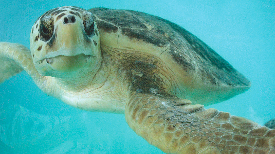 See Sunsets & Sea Turtles on South Padre Island | Rediscover America