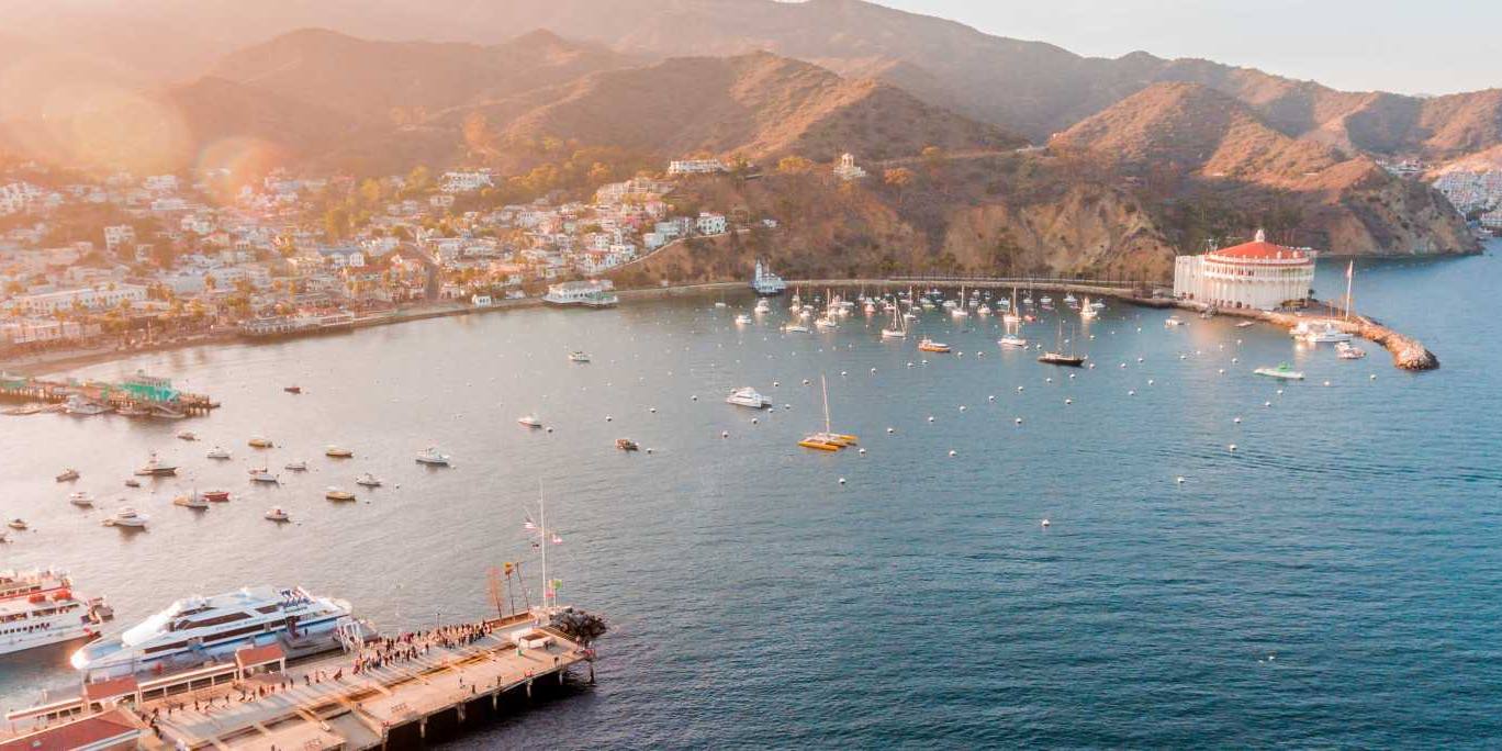 can you take dogs to catalina island